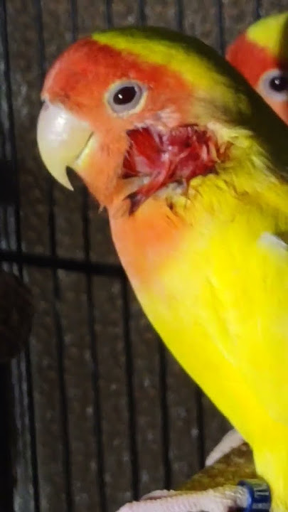 big fight 🥺 #lovebirds #fight