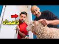 داهمت اعضاء باور بأغرب الاشياء !
