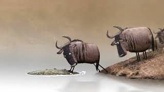 Wildebeest from Birdbox Studio