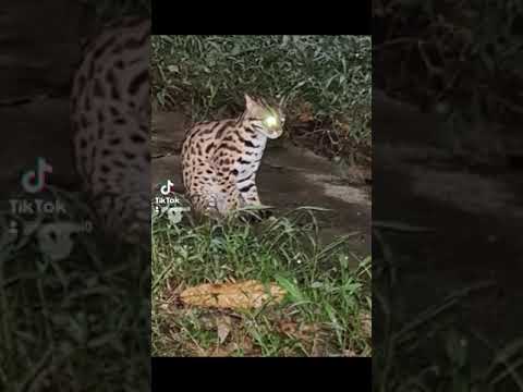 วีดีโอ: Savannah Cats: แมวพันธุ์ลูกผสม