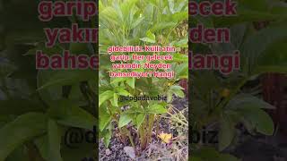 Dünyanin Gereksi̇z İşlerini Gözünde Büyütme😱Ilar Issalar Şfet