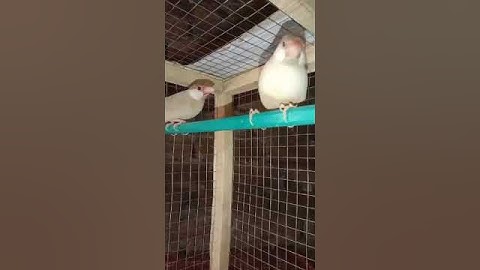 Pastle fawn and opal Java