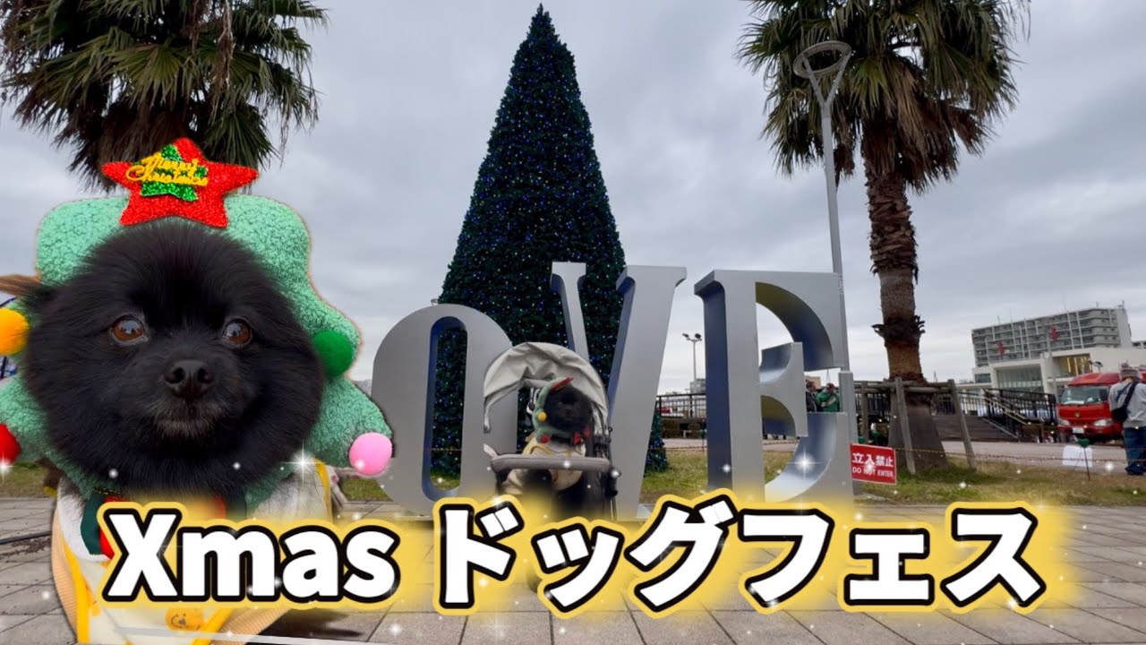 ドッグイベントに黒ポメと参加してきた【千葉みなとワンラブマーケット】