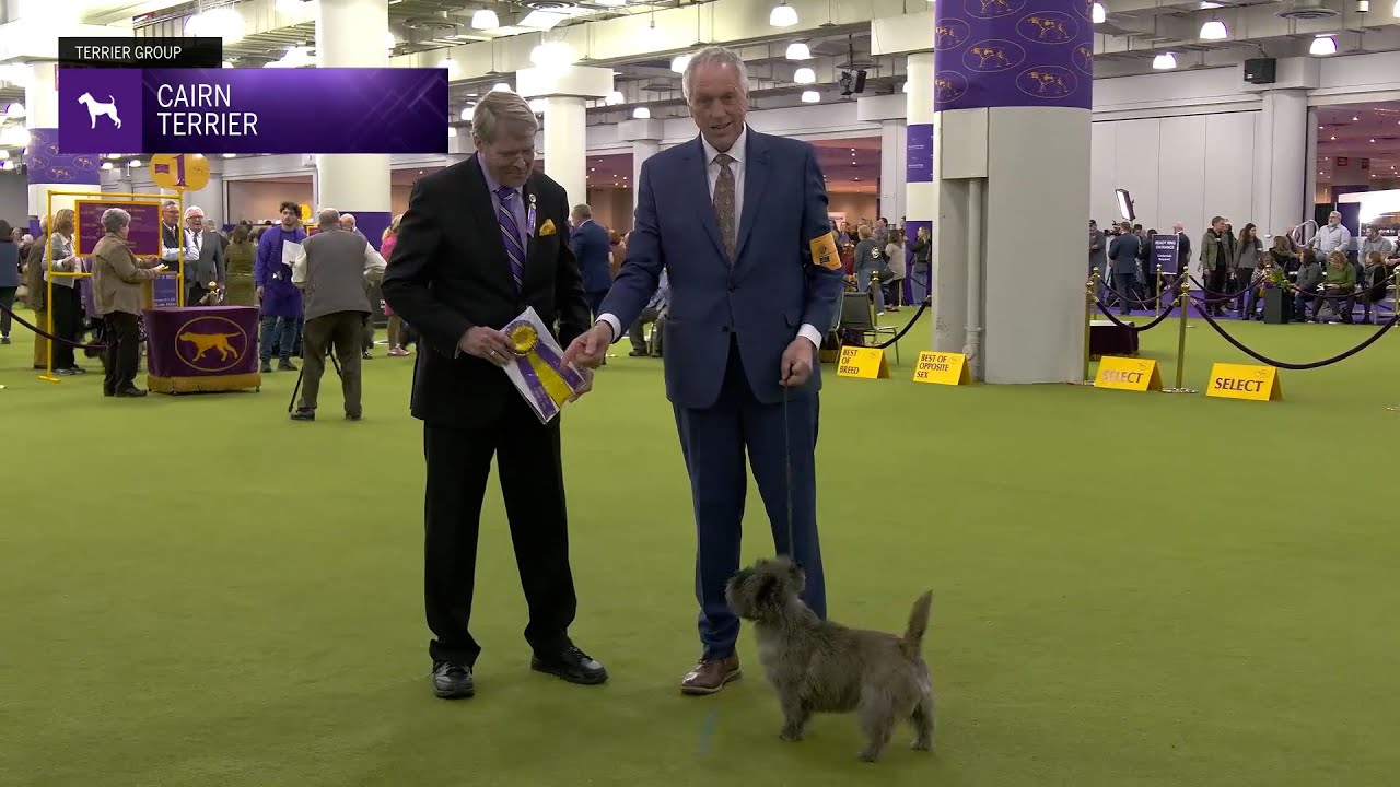 Cairn Terriers | Breed Judging 2025