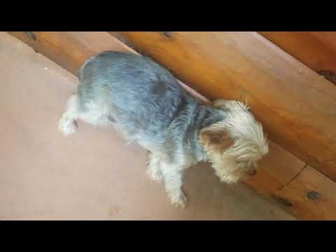 Video: Kodėl Chihuahua purtyti?