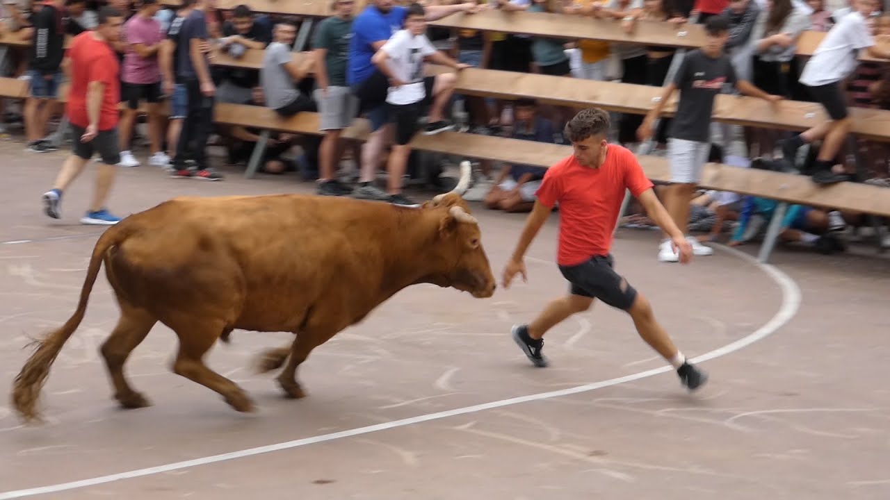 SUELTA DE VACAS VILLABONA 31-07-2022