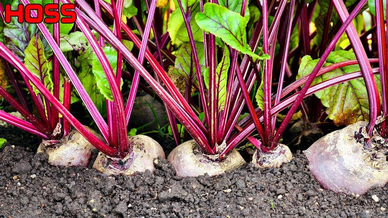 THINNING BEETS Is It Really Necessary YouTube
