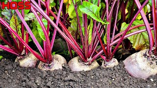 THINNING BEETS  Is It Really Necessary?!