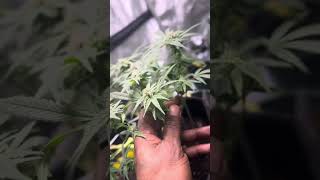 Week8day5 of flower