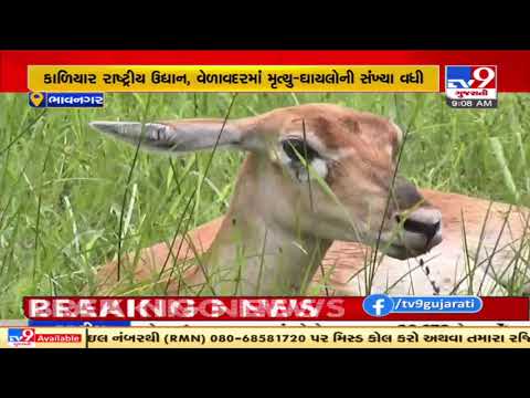 21 black bucks died at National Park in Bhavnagar due to cyclone Tauktae | TV9News