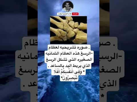 صوره تشريحيه لعظام الرسغ هذه العظام الثمانيه الصغيره التي تشكل