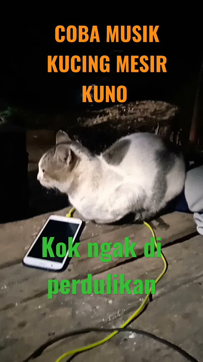 MUSIK KUCING MESIR KUNO KATANYA TAPI GUA DI CUEKIN