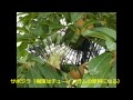 夢の島熱帯植物館探訪② の動画、YouTube動画。