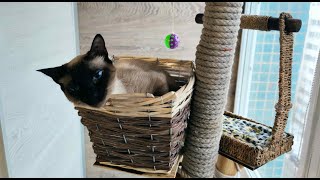 Вольер на балконе для Тайского кота своими рукамиDo-it-yourself aviary on the balcony for a Thai cat