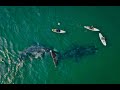 Удивительное видео о самых редких китах, глазами маленького путешественника!