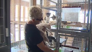 More than 200 dogs, 50 cats killed after Hurricane Dorian strikes shelter