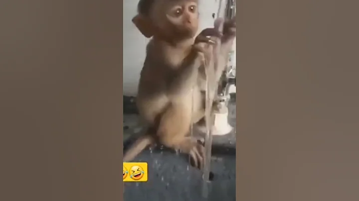 funny monkeys video !amazing funny monkey 😀😅😂😂😂