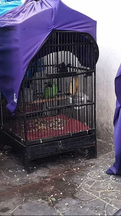Ijo Bwi Purwo isian grejaan katem
