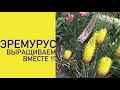 ЭРЕМУРУС -ОСОБЕННОСТИ ВЫРАЩИВАНИЯ