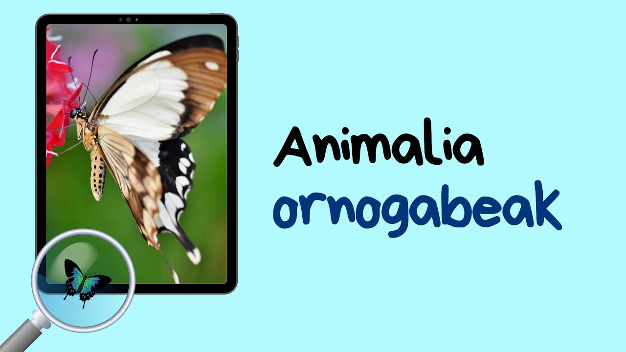 Animalia ornogabeak