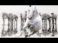 ¿SUEÑAS CON CABALLOS BLANCOS? SIGNIFICADOS DE LOS SUEÑOS| Hipica4patas