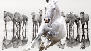 ¿SUEÑAS CON CABALLOS BLANCOS? SIGNIFICADOS DE LOS SUEÑOS| Hipica4patas