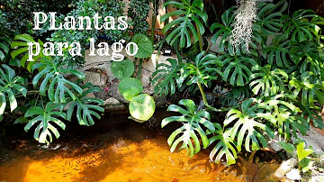 O que plantar em volta de um lago?