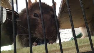 Rat Eats Blueberry