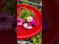 মুগ্ধতার আরেক নাম মসরোজ / টাইম ফুল 🌸 #flowers #garden #flowers #plants