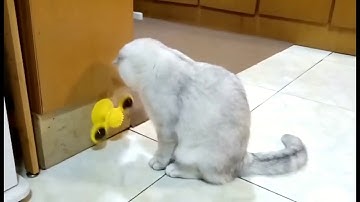 Windmill cat toy Teasing Interactive cat toys interactive with Catnip  Pet ball toys Cat Supplies