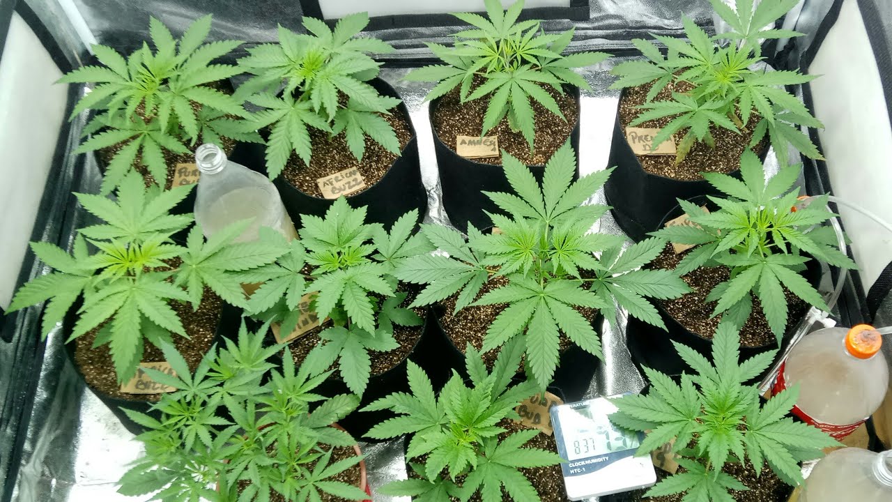 20 DIAS DE VIDA SUBSTRATO CAROLINA E LÂMPADAS LED TASCHIBRA