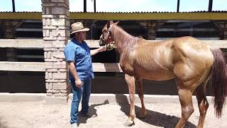 Consejos para cuando tu Caballo este Flaco