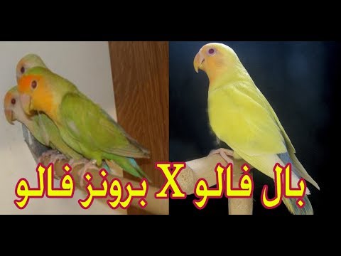 الفرق بين البال فالو والبرونز فالو