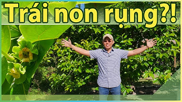 TRÁI NON RỤNG! Làm ngay việc này. Chút kinh nghiệm từ 3 cây hồng giòn/mềm.