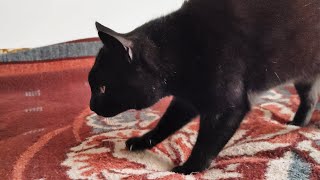 Cat Kneading ASMR