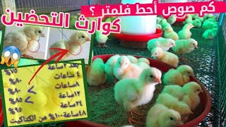 الطريقة الصحيحة لاستقبال الصيصان 🐤| العدد الصحيح في كل متر مربع فلحضانة ؟