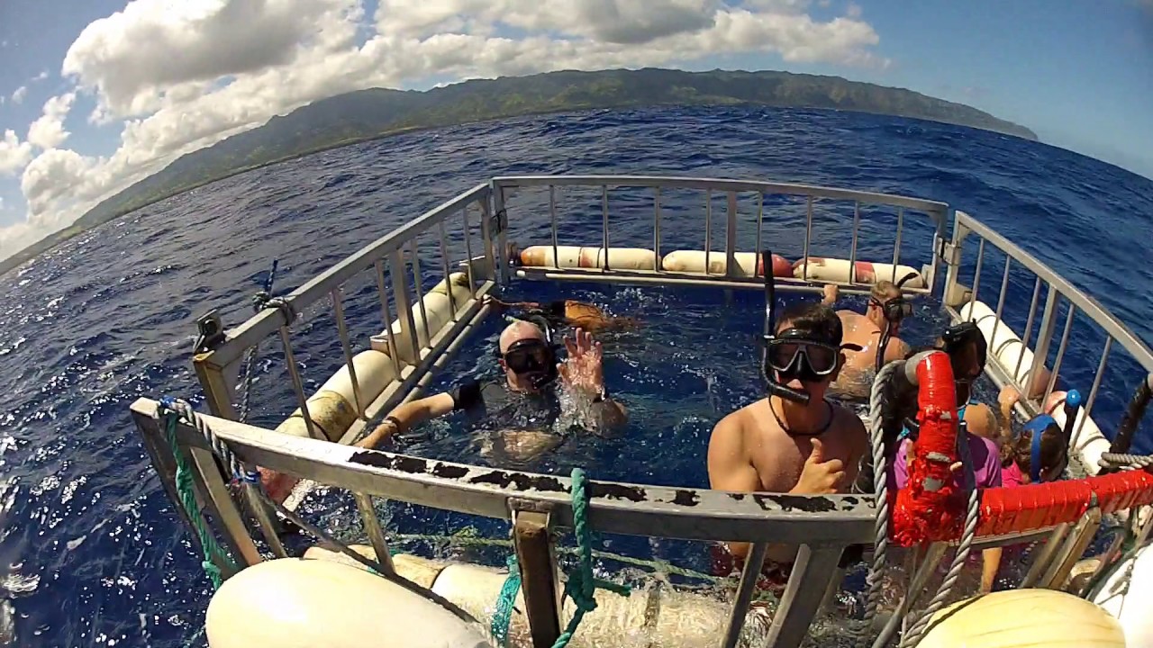 Waving in Shark Cage YouTube