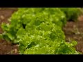 Garden Spot: Recent weather benefiting the garden