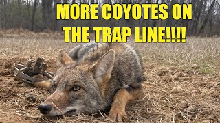 TRAPPING COYOTES DURING THE DAY!!! 4 CATCHES IN 1 VIDEO!!!
