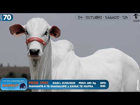 LOTE 70   PERB 5982