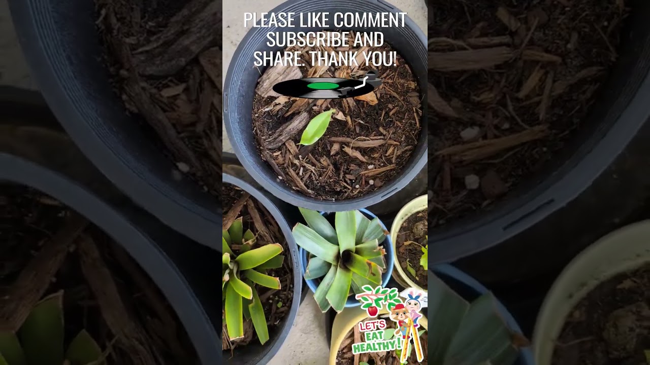 Garden Bounce Back After Third Cold Wave #gardening #mygarden #healthyfood #fypシ 