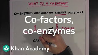 Cofactors, coenzymes, and vitamins | MCAT | Khan Academy