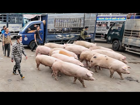 Ồ ạt bán hết heo to. Đổ xô tái đàn lứa mới | NNHN