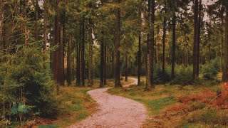 🌳 4K Relaxing Nature Sounds For Stress Relief, Bird Song, Forest Sounds