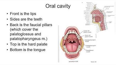 CSD2260 Vocal Tract and Source Filter Theory