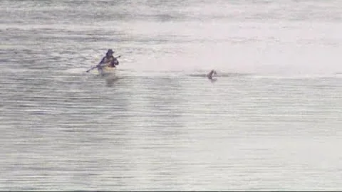 Oncology nurse Cindy Werhane is swimming the 38 mi...