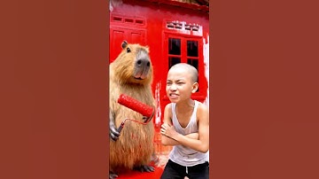 Huy sói mách bố Capy sơn đỏ cả căn nhà #capybara