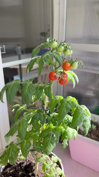 Томат 🍅Каменный цветок 🌺 #дача #огород - YouTube