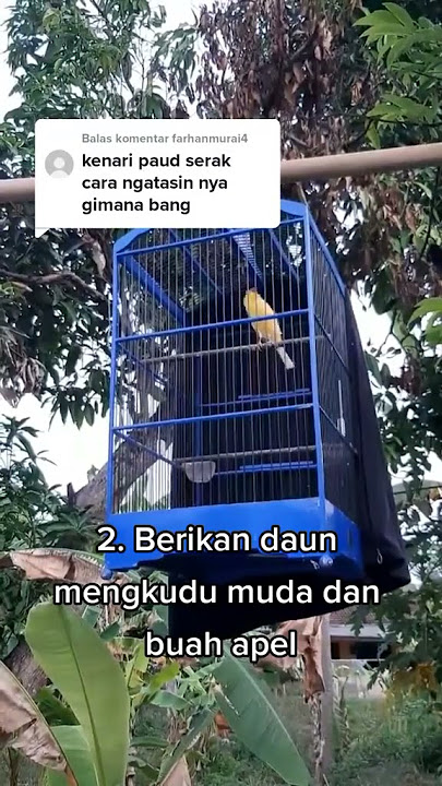 Cara Mengatasi Kenari Paud Serak