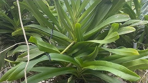 bán phong lan rừng giá rẻ, đai trâu rừng đầm lầy, ngọc điểm rừng. sđt zalo 0987157820